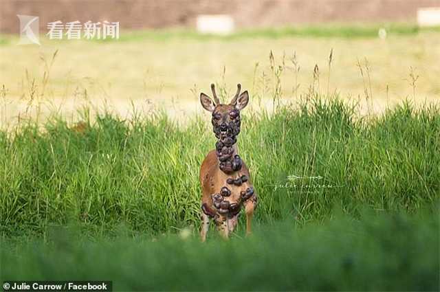 摄影师拍下患病鹿 全身都是肿瘤眼睛也看不见(图)