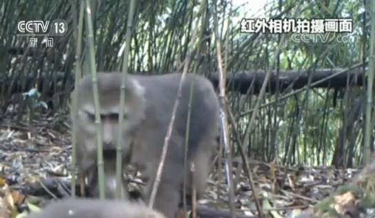 四川瓦屋山国家级自然保护区 拍到野生大熊猫及珍稀野生动物