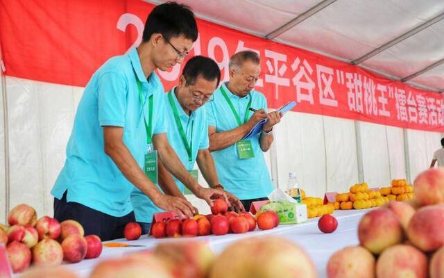 平谷大桃进入采摘期 “甜桃王”擂台赛同步开赛