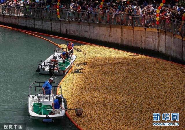 芝加哥举办年度“小黄鸭”慈善竞赛 塑料小黄鸭扎堆下水“游”向终点