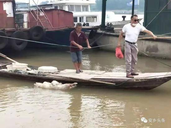 湖南一河面漂浮大量死猪 系湖北养殖户抛入河流