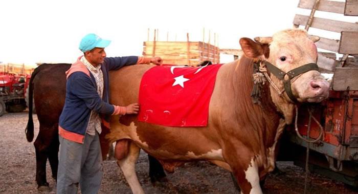 土耳其的一头体重1.5吨的牛被起名为S-400