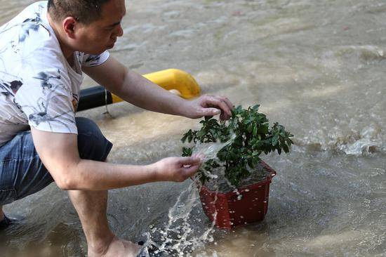 台风过后，一位临海市民正在用洪水清洗自家的盆栽。新京报记者王嘉宁摄