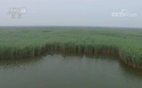 黄河流域生态恢复成效显著 河口湿地恢复区明水水面由15%增加到60%