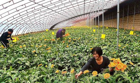 在沧州市献县十五级村鲜花种植家庭农场内，脱贫妇女在采收非洲菊视觉中国资料