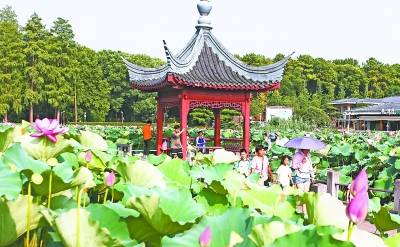 今明两天有阵雨早晚逐渐变凉快