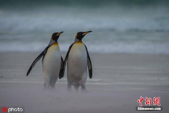 助企鹅过寒冬？澳大利亚动保护协会吁民众织毛衣