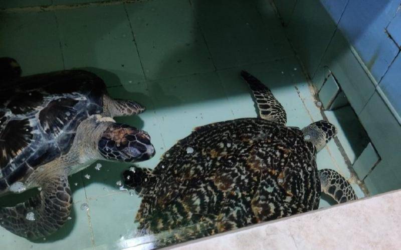 广西北海一饭店养玳瑁、绿海龟，已被执法部门收缴