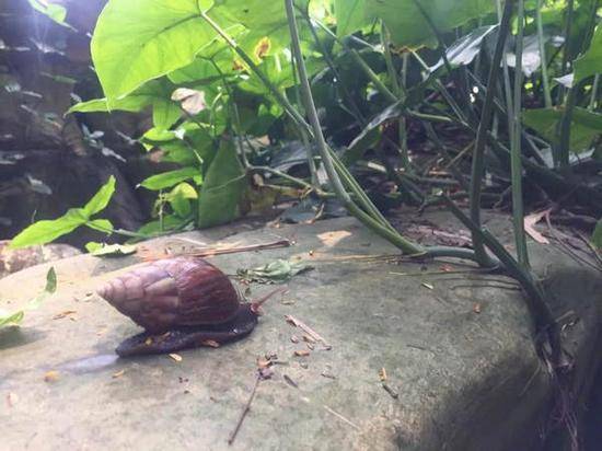 这种雨后遍地爬的蜗牛会传播结核病 专家：别碰