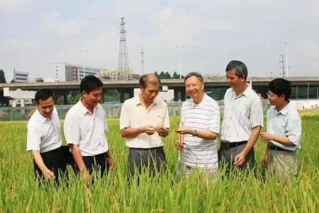 卢永根（右三）团队在田间观察水稻生长情况图源：南方日报