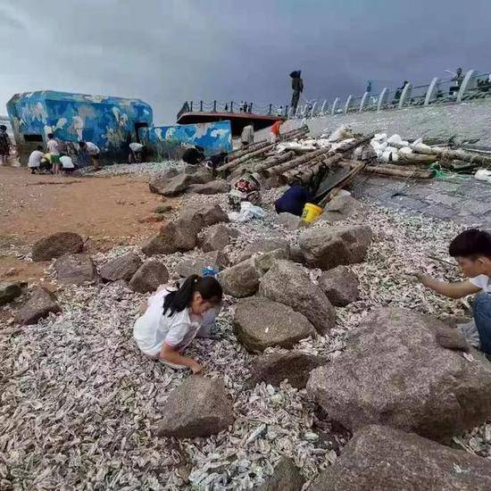 台风过后青岛海滩上全是海鲜 民众一铲一麻袋(图)