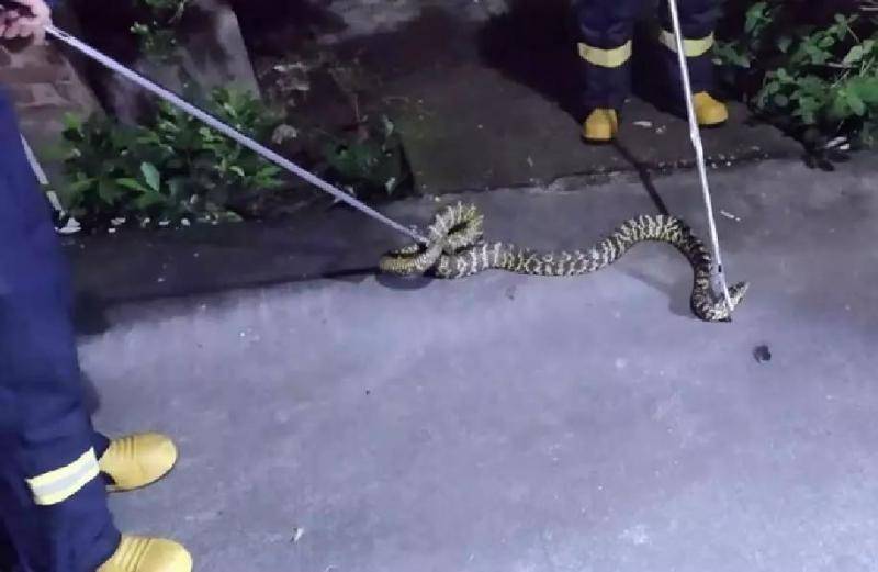 大蛇“夜跑”吓坏村民！男子在松山湖夜钓被毒蛇咬伤
