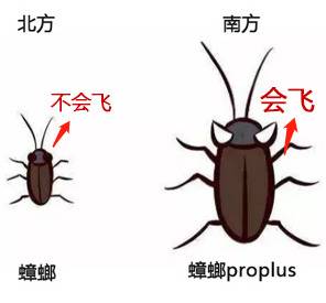 今年东莞蟑螂特别多？有小区团购蟑螂药！这些灭蟑方法很管用！