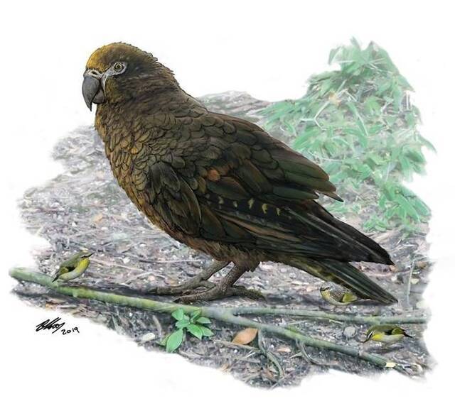巨型鹦鹉「海克力士鹦鹉」（Heracles inexpectatus）在1600万至1900万年前存活于如今的纽西兰。研究人员估计，这种巨型鹦鹉的体重可能超过