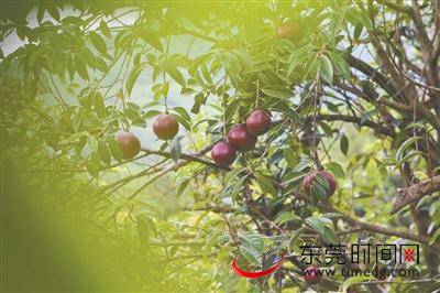 东莞这片红花油茶林“疾病缠身”，急需“治疗”