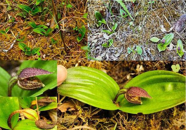 玉龙雪山再发现玉龙杓兰（Cypripedium forrestii）野生居群