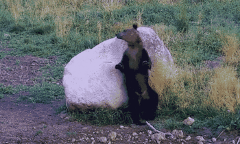 罗马尼亚一只欧洲棕熊背部痕痒靠到大石头上摩擦舞王风范十足