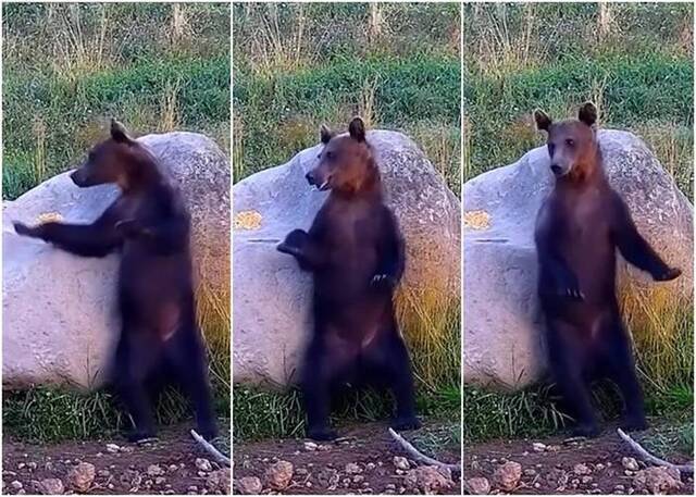 罗马尼亚一只欧洲棕熊背部痕痒靠到大石头上摩擦舞王风范十足