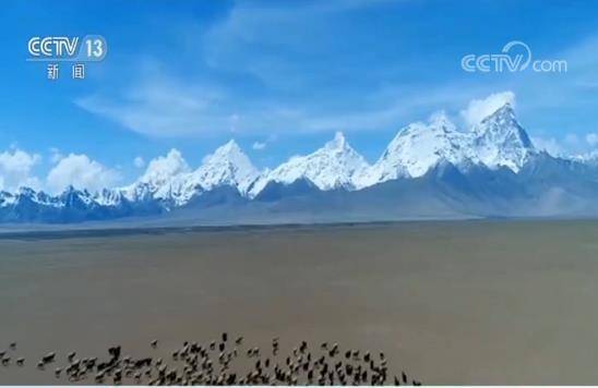 种草两年，青藏高原部分沙化区修复；科学种植，沙化土地恢复后实现经济价值