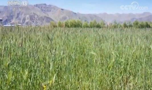 种草两年，青藏高原部分沙化区修复；科学种植，沙化土地恢复后实现经济价值