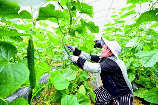 以需求为导向构建产销体系 贵州蔬菜走向大市场