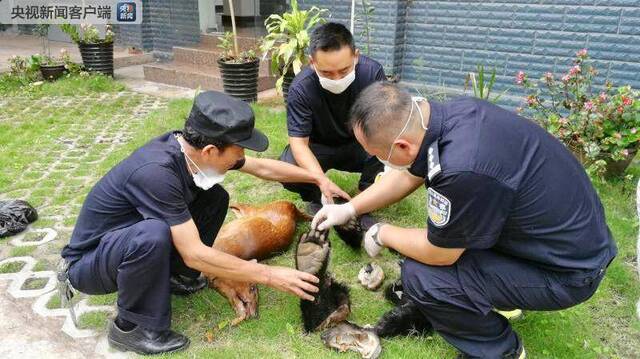 近一吨 云南江城销毁近期查获野生动物死体及制品