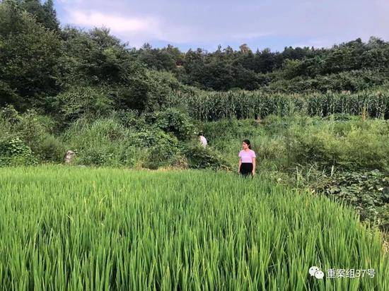 ▲2019年8月13日，张玲丽站在父亲当年被伤害致死的稻田里。新京报记者王瑞锋摄