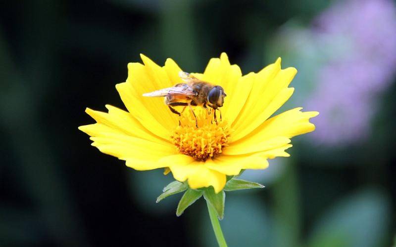 3岁女孩被蜜蜂蜇伤险些死亡 一旦被蜇如何自救？