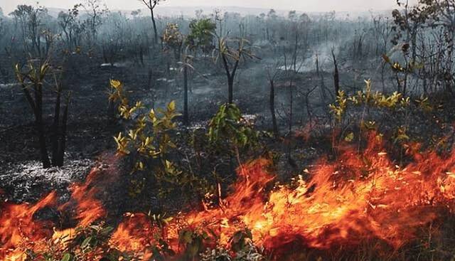 亚马孙大火已持续燃烧16天 “地球之肺”急需拯救