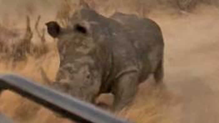 南非克鲁格公园愤怒的犀牛追逐汽车