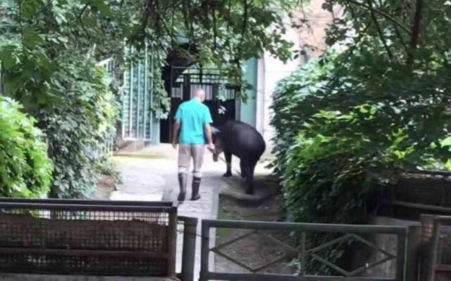 貘不愿回兽舍遭饲养员抽打，北京动物园：将加强管理