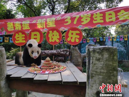 图为“新星”生日会现场。重庆动物园供图摄