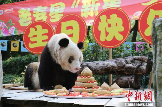图为“新星”准备享受美味的“生日蛋糕”。重庆动物园供图摄