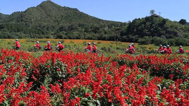 世园会志愿者骑游花海延庆四海“赏花季”启动