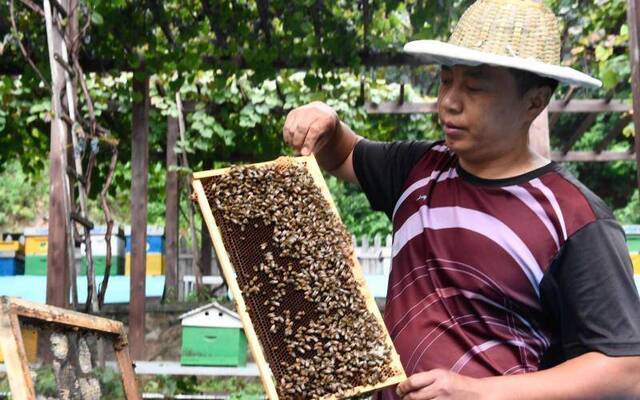 密云养蜂引入大数据平台 蜂农靠小蜜蜂买了车房