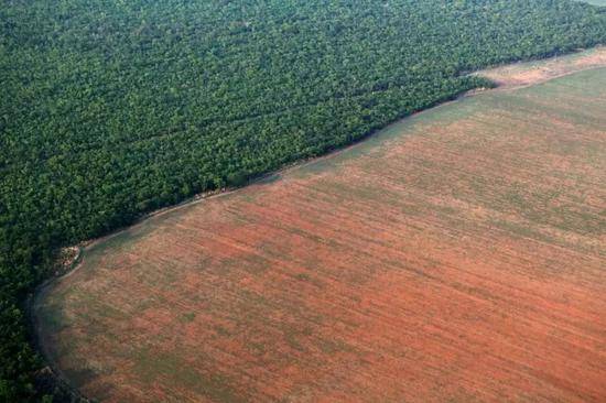 2015年10月4日在巴西马托格罗索州拍摄的亚马孙雨林（左）和被砍伐后准备种大豆的土地（右）。路透社