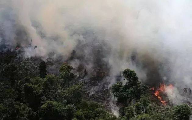亚马逊雨林烧了仨礼拜 这群政客吵起来了