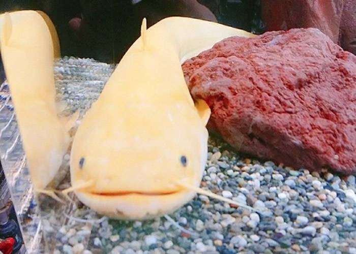 日本鸟取市水族馆展出罕见黄金鲶鱼