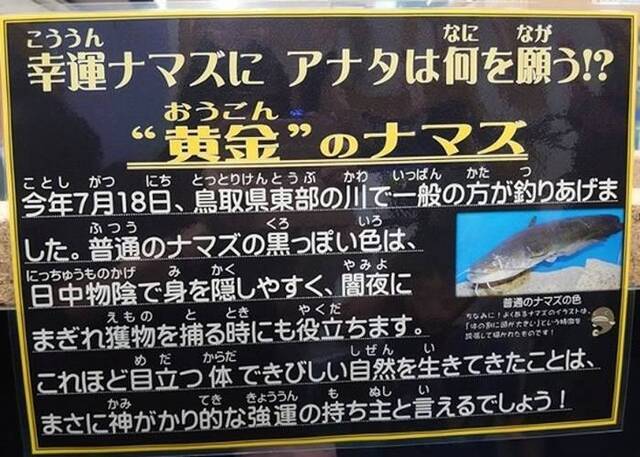 日本鸟取市水族馆展出罕见黄金鲶鱼