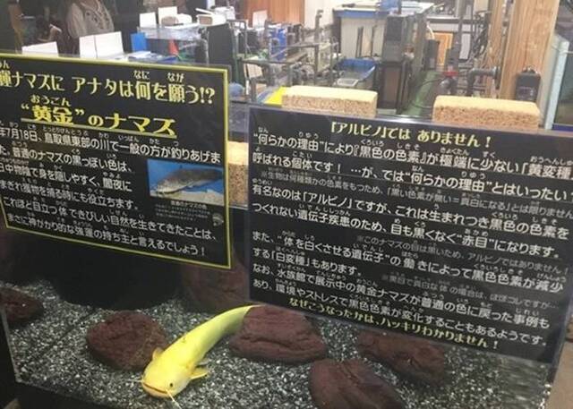 日本鸟取市水族馆展出罕见黄金鲶鱼