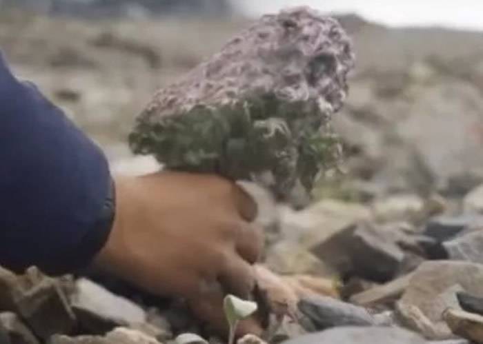 微博美食博主“野食小哥”采摘高山濒危植物“雪兔子”煮面吃专家：连做标本都不舍得