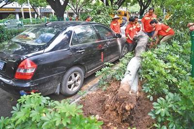 昨日，“白鹿”带来的大风和暴雨，造成厦门街头部分树木折断倒伏。图/视觉中国