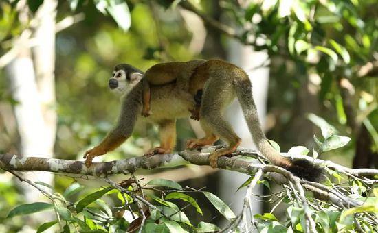 这是2013年在厄瓜多尔境内亚马孙雨林地区东北部拍摄的一只母猴背着小猴子在树丛中觅食。新华社记者郝云甫摄