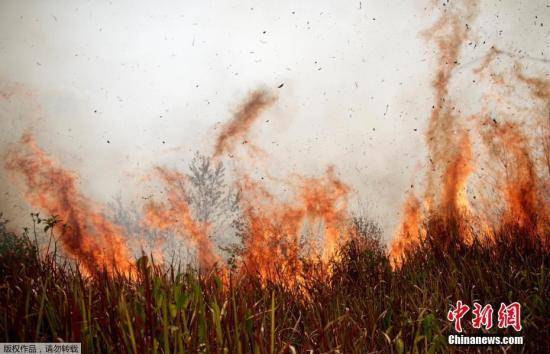 一场大火成“罗生门”巴西拒外国援助亚马孙雨林
