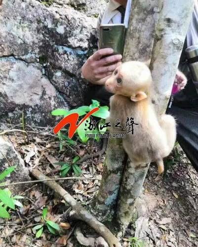 藏酋猴手臂卡树枝 登山队员偶遇后救下