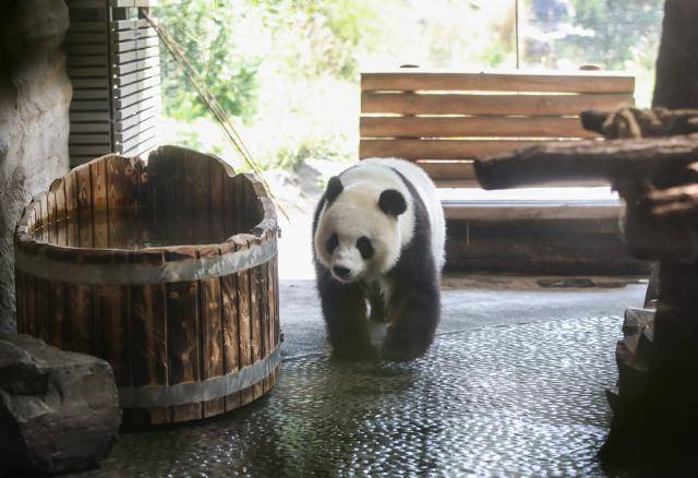 旅德大熊猫“梦梦”即将产宝宝