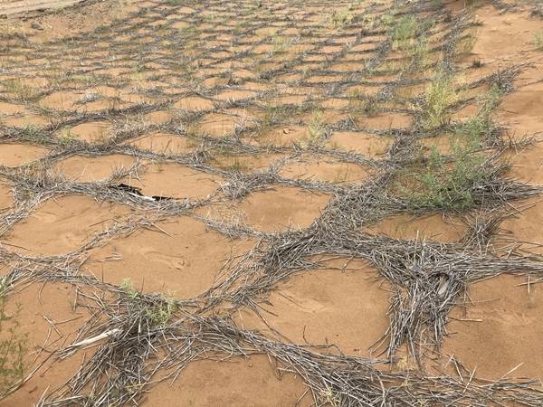 中卫固沙林场：从沙进人退到沙定民安的绿色奇迹