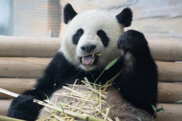 旅德大熊猫“梦梦”（图：路透社）