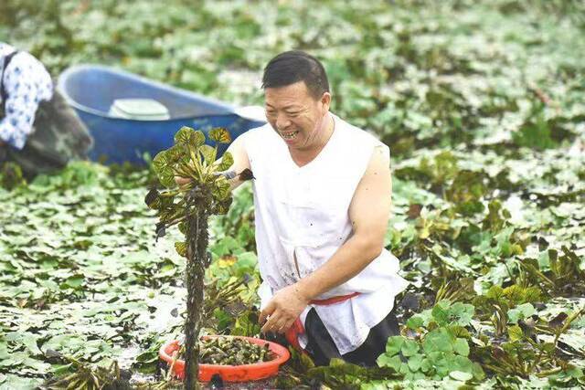 “七菱八落”又到吃菱角的好时候