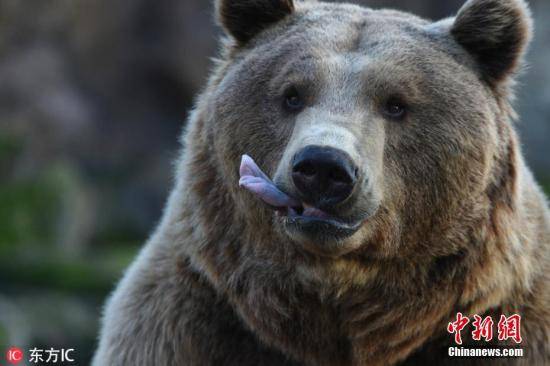 口味太挑！土耳其一养蜂人发现熊更爱昂贵蜂蜜